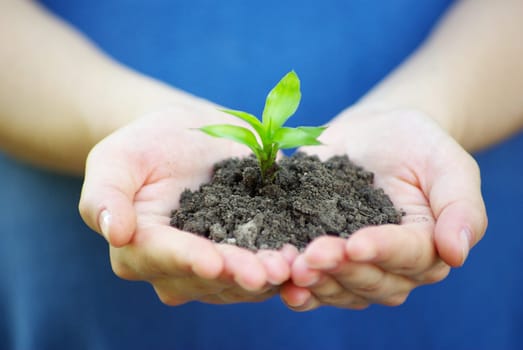 plant in the hand on  green background