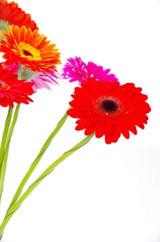 colorful gerberas on white background