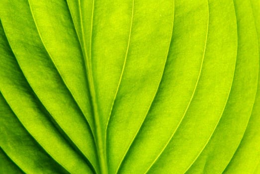 structure of leaf natural background