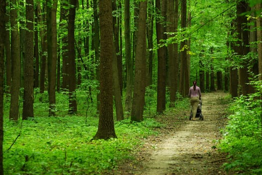 a path  is in the green forest