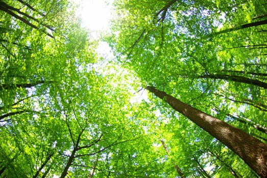 a background of trees is in the green forest