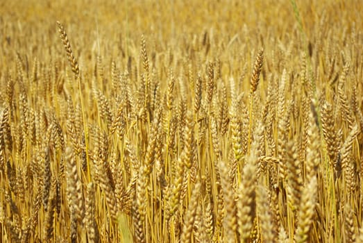 Yellow grain ready for harvest growing in a farm field