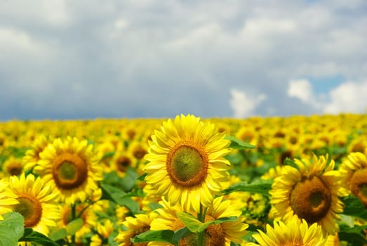 sunflower field over cloudy blue sky