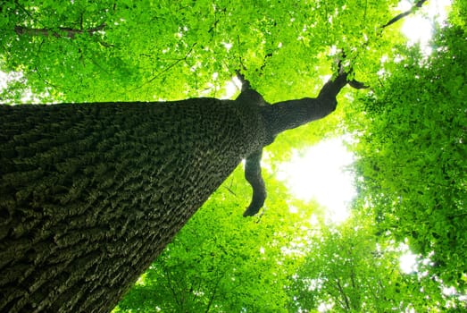 green leaves background in sunny day