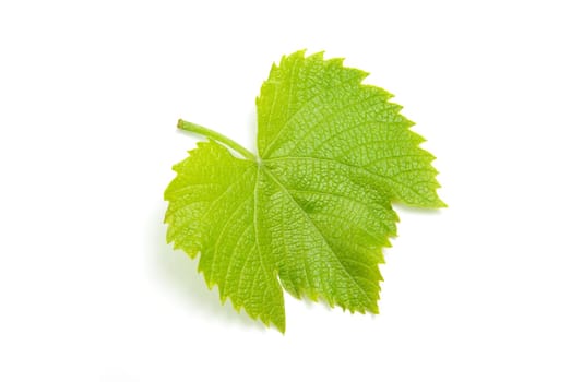 green leaf isolated on a white