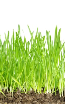 Green grass isolated on white background