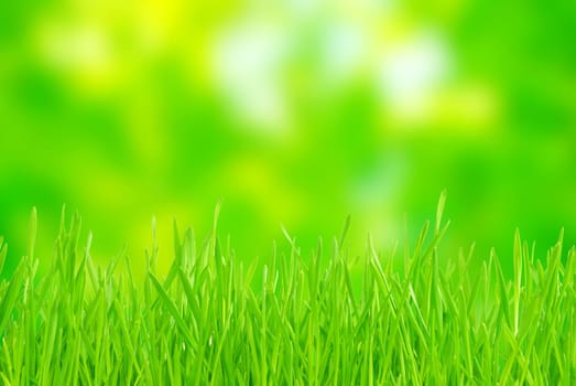 Green grass isolated on green background