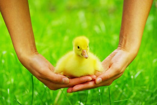 a yellow fluffy gosling in the hand