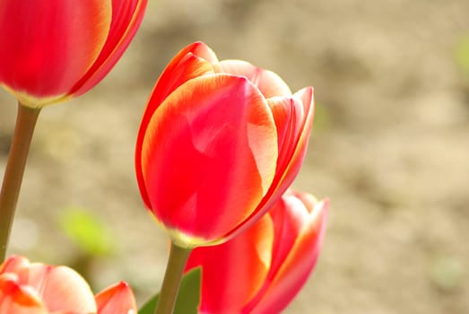 Beautiful red tulips in the garden