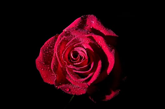 red rose isolated on black background