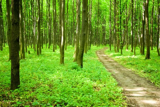 a path is in the green forest