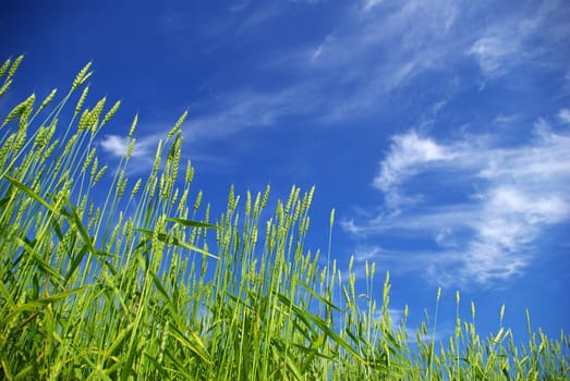 Early summer corn with a blue sky background