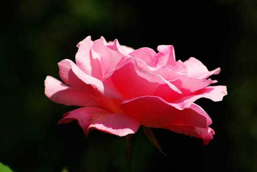a close-up of a red rose