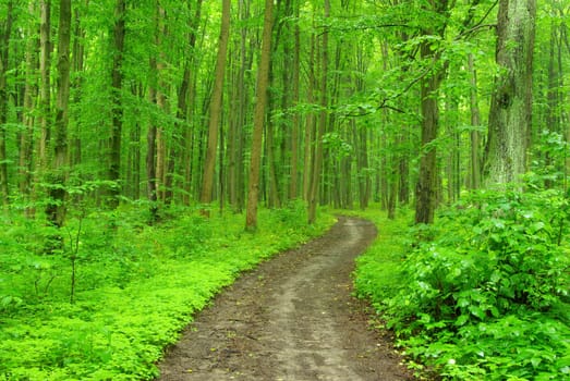 a path is in the green forest
