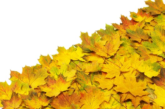 Background group autumn orange leaves