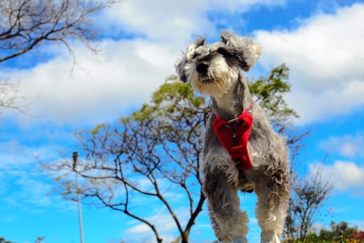 Miniature schnauzer with nice background color