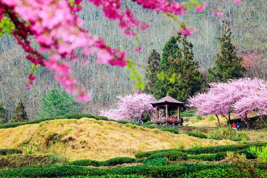 Sukura blossom in Taiwan for adv or others purpose use