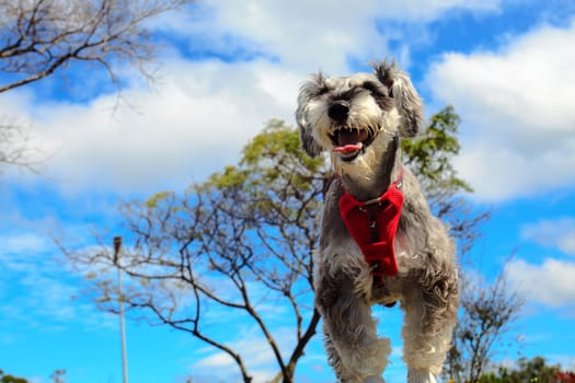 Miniature schnauzer with nice background color