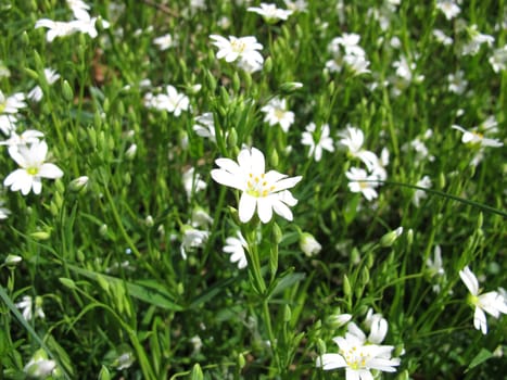 Large star-studded with flowers,Stellaria holostea