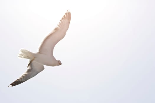 Photo of seagull flying in the sky