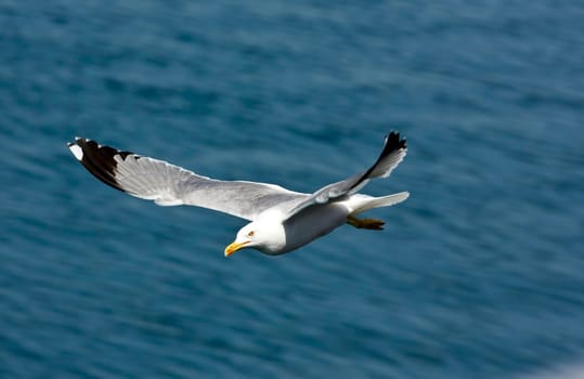 Photo of seagull flying in the sky