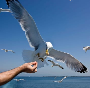 Feeding flying seagulls