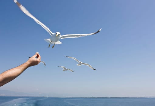 Feeding flying seagulls