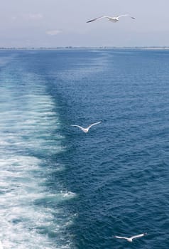 Photo of seagulls flying after the shipp