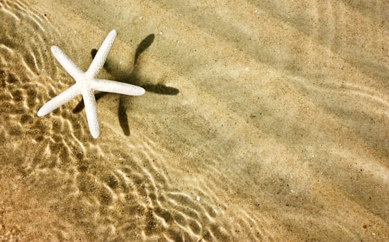 Starfish and waves on summer sunny beach