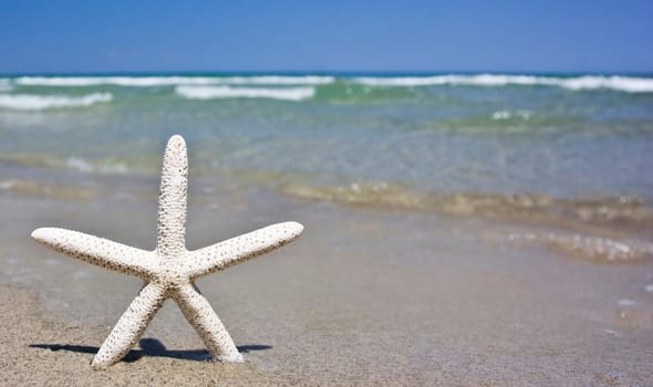 Starfish and waves on summer sunny beach