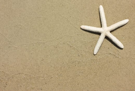 Starfish and waves on summer sunny beach