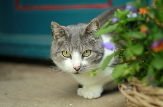 Farmer's Cat