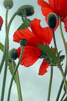 Turkish poppy