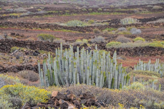 Cactus in the Desert at Sunset Tenerife South Canary Islands Spain