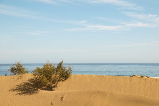 African European Sand Dune Desert Landscape in Gran Canaria Island Spain