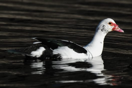 Muscovy Duck (Cairina moschata) on a Dark Black Water
