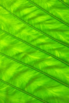 green leaf texture of a plant close up