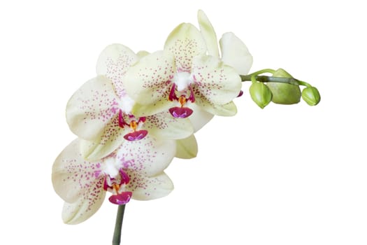 White orchid isolated on white