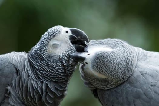 Pair of colorful Macaws parrots