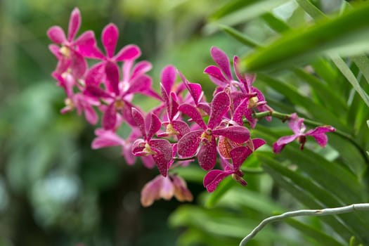 beautiful orchid on green background