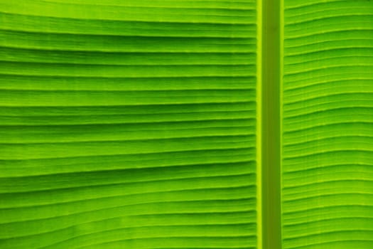 green leaf texture of a plant close up