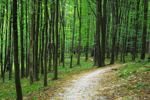 forest trees. nature green wood backgrounds