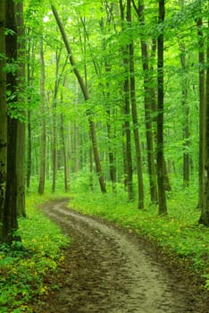 a path is in the green forest