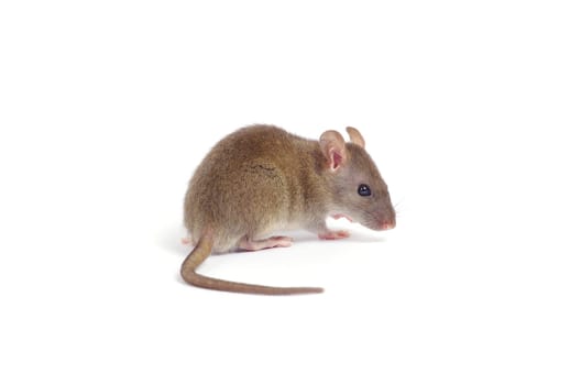 rat isolated on white background