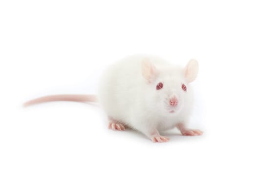 white rat isolated on white background