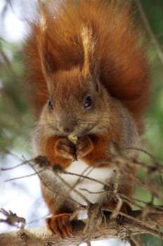 A squirrel hanging on tree