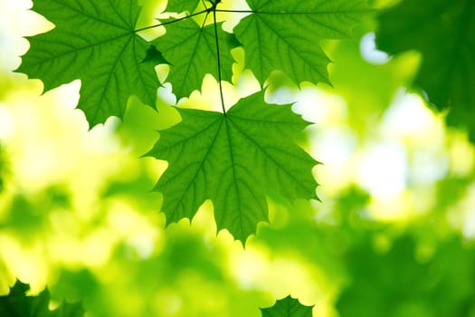 green leaves background in sunny day