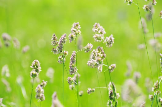 green grass a blurred background