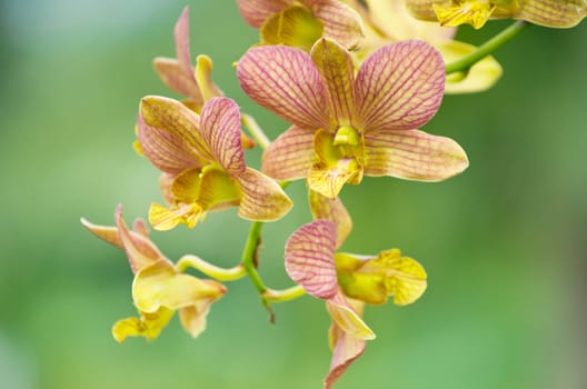 beautiful orchid on green background