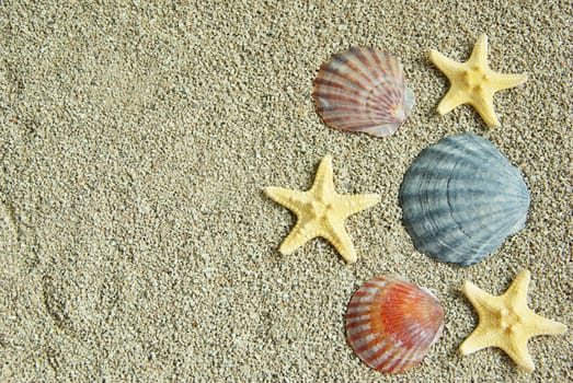 starfish and shells on the beach